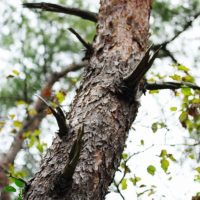 枝が折れた松の幹