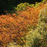 色とりどりの園内の樹々