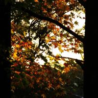 夕陽の中の紅葉した樹々