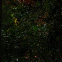 夕陽と葉に反射する光