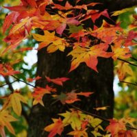 色づく紅葉