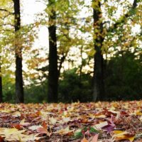 落ち葉と樹々たち