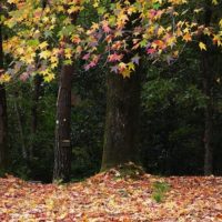 色とりどりの紅葉の葉