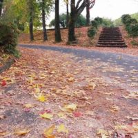落ち葉に彩られた園内の舗装路