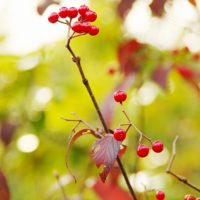 瑞々しい赤い実