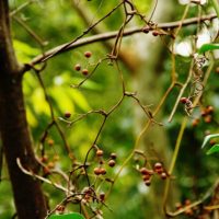 垂れ下がるツルに付く実