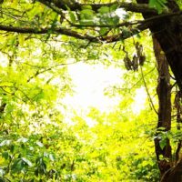 森林の中に射す光