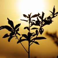 太陽と枝葉のシルエット