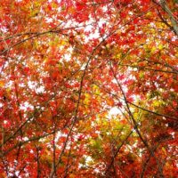 見上げる紅葉