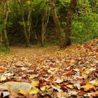 落ち葉が敷き詰められた園路