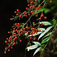 垂れ下がる赤い実