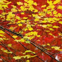 赤い紅葉の中の黄色の枝葉