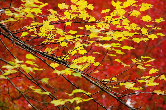 赤い紅葉の中の黄色の枝葉