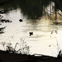 水辺の鴨のシルエット