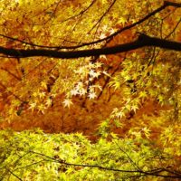 紅葉のオレンジグラデーション