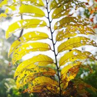 虫食いの葉に当たる光