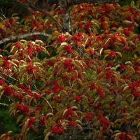 光が射す赤い実の枝
