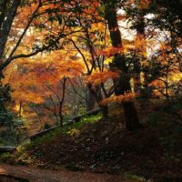紅葉が輝く園路