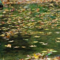 川を流れる落ち葉