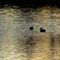 池の中の鴨たちのシルエット