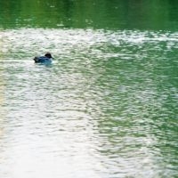 池を泳ぐ水鳥