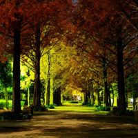 街灯と月明りに照らされた公園の通路