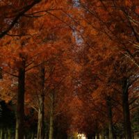 月明かりの下の街路樹