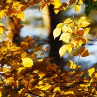 光に照らされた葉