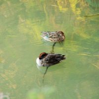 水中の枝につかまる水鳥達