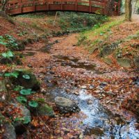 川を漂う落ち葉とタイコ橋