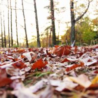 樹々と落ち葉