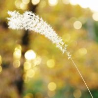 光の中の草の穂