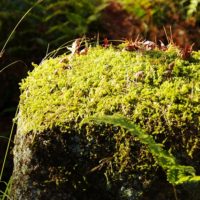 石の上の落ち葉と苔