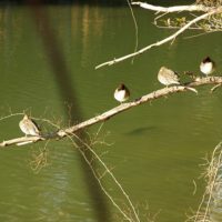 日向ぼっこをする鴨たち