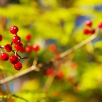 鮮やかな赤い実