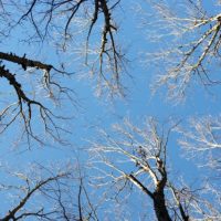 青空の中の樹々