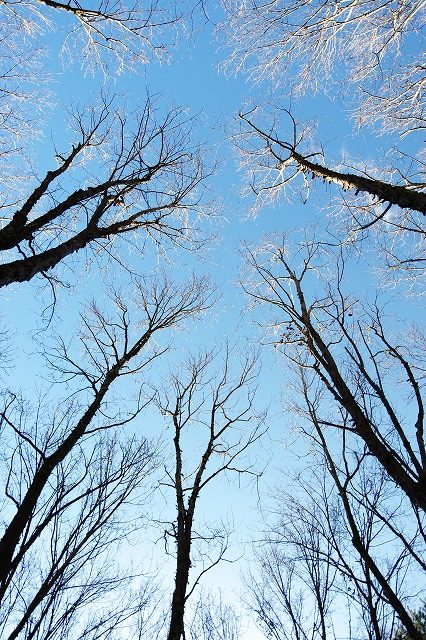 見上げる冬の樹々