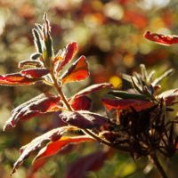 枝から伸びる花芽