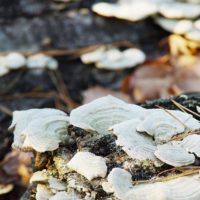 朽ちた木に育つキノコ