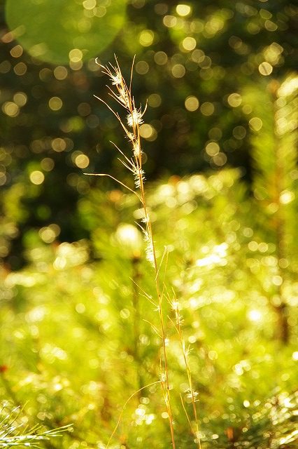 光の中の草