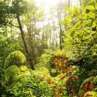 日中の光が射す冬の林
