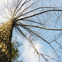 見上げる冬の落葉樹