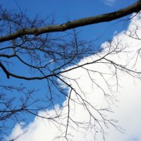 枝と青空と白い雲