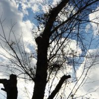 雲の中の樹のシルエット