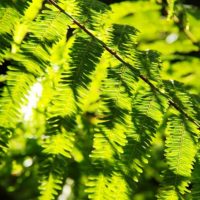 光が透過するシダの葉