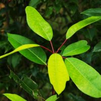 木の葉の緑のグラデーション