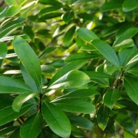 車輪の様な葉の並び