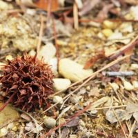 地面に落ちたモミジバフウの実