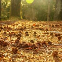夕陽と地面に落ちたモミジバフウの実