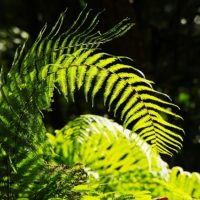 日光に透過するシダの葉